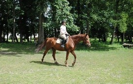dzc_rr_2905201168
