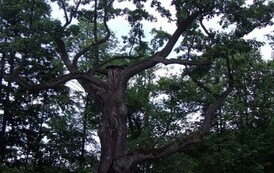 mw1707200733