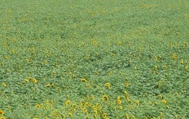 mw1707200703