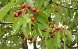 rr0706202525