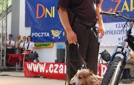 dzc_jn_0106200819