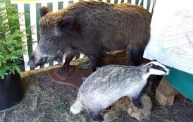 rnm2707200866