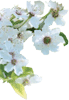 Białe kwiaty na gałązce drzewa