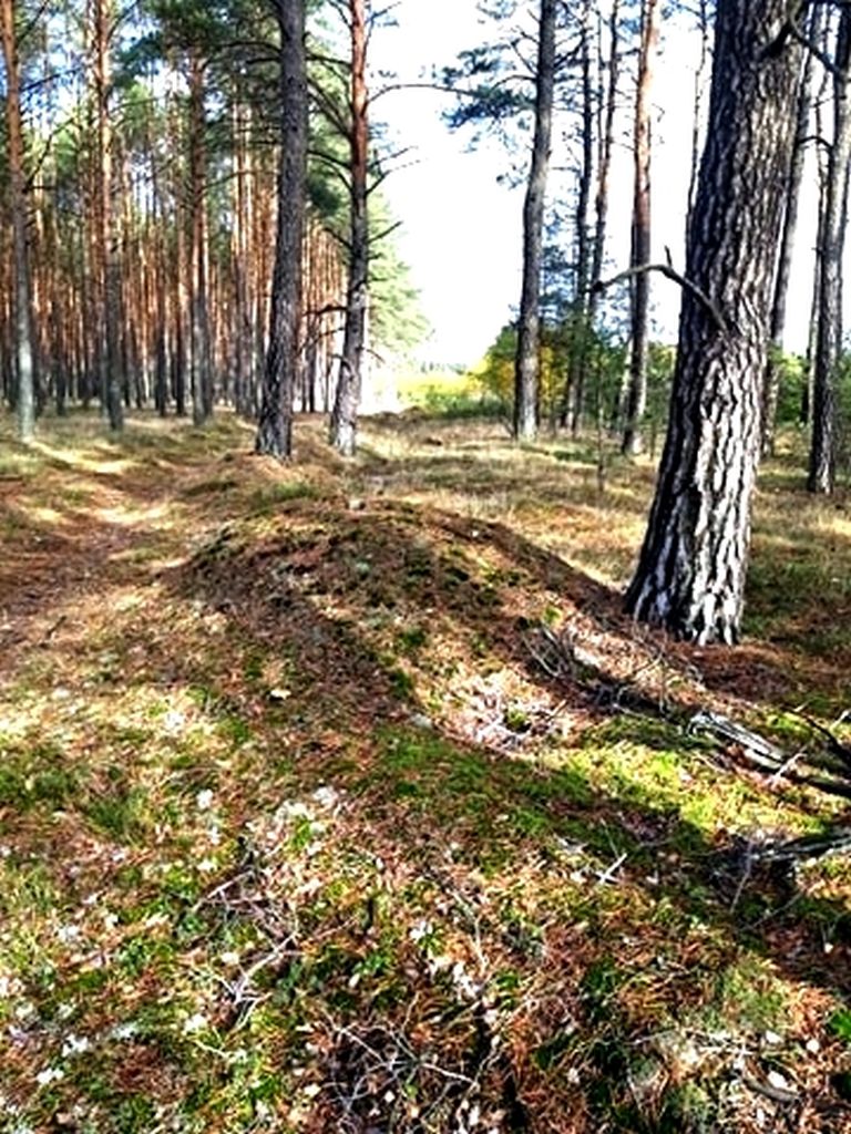 Niewielkie wzniesienie ziemi wśr&oacute;d drzew
