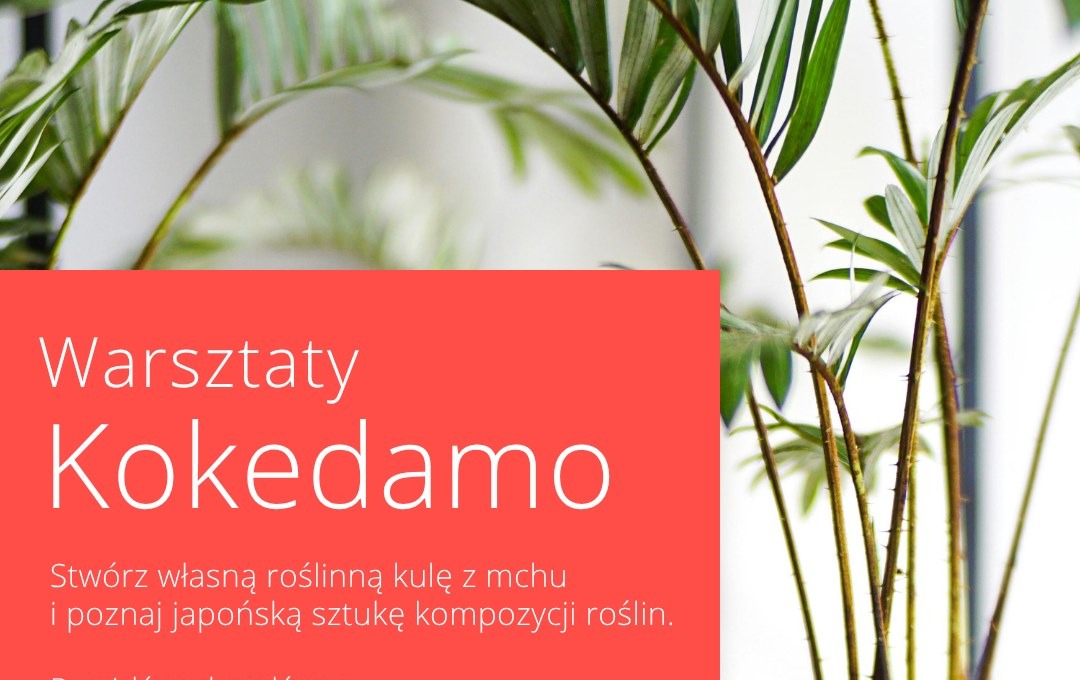 Zdjęcie do Zielona Maj&oacute;wka - Warsztaty Kokedama 